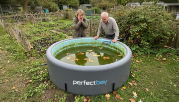 glony w basenie - jak się ich pozbyć